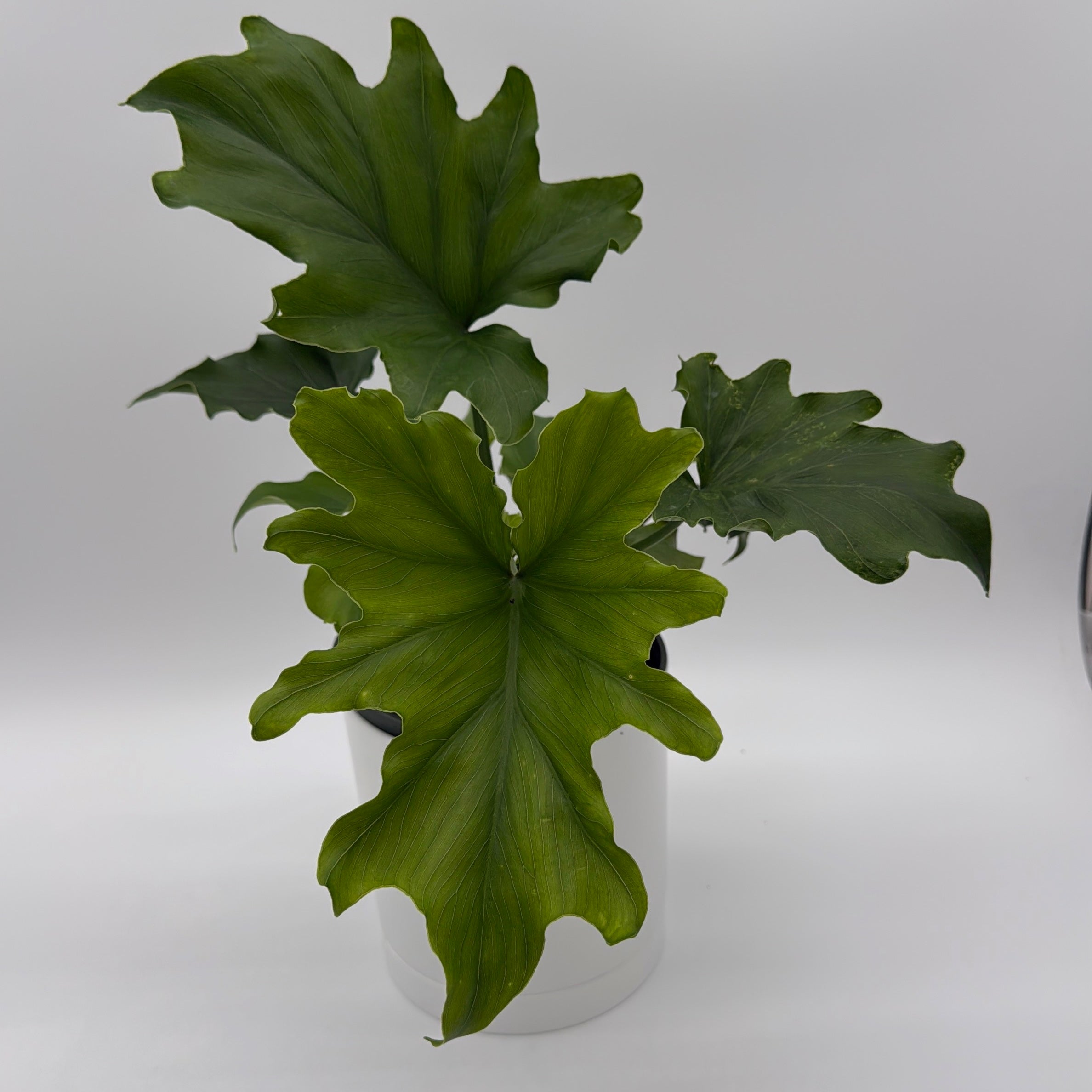 Philodendron 'Lickety Split'