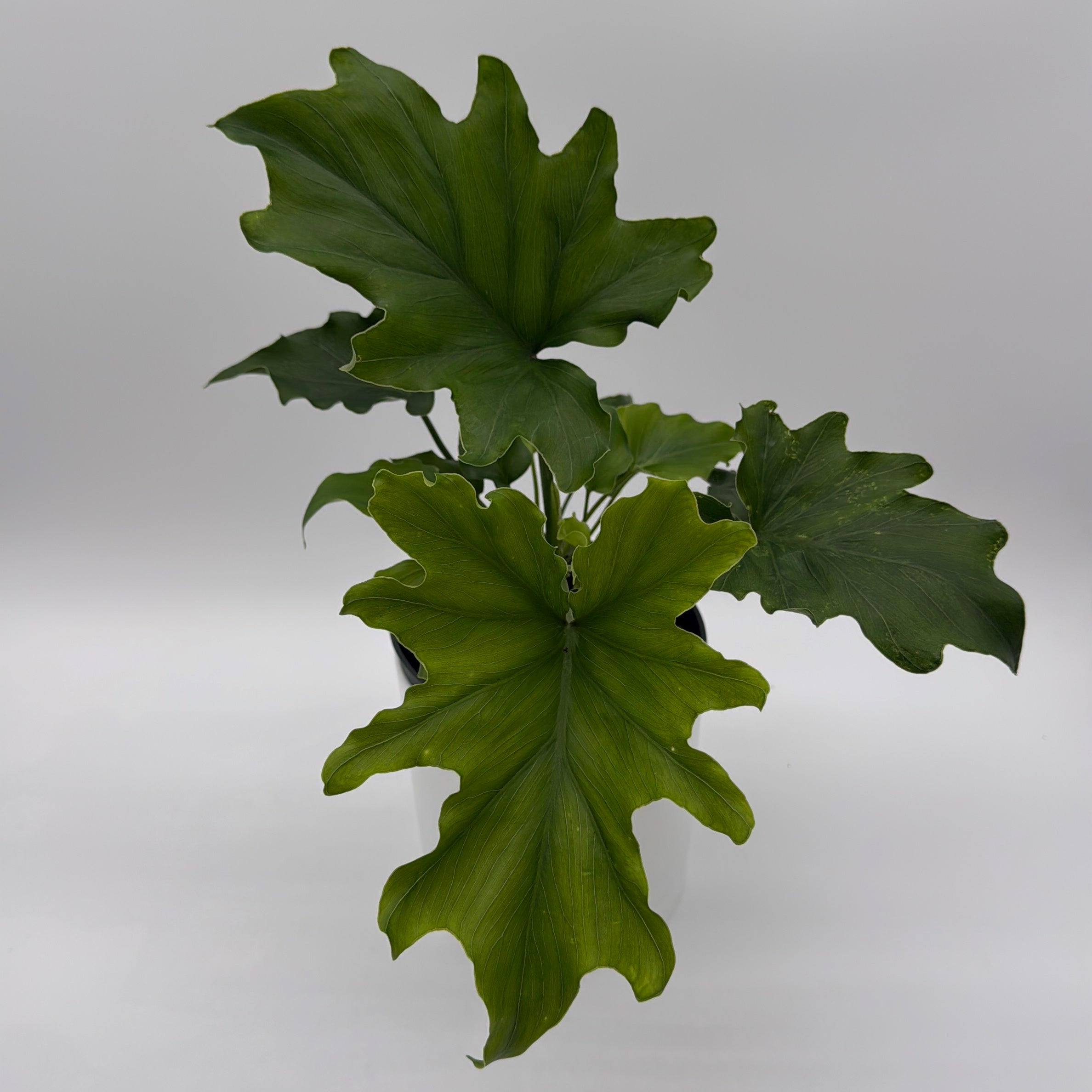 Philodendron 'Lickety Split'