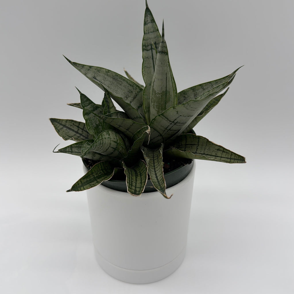 Sansevieria Pagoda 'Lion Heart'