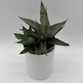 Sansevieria Pagoda 'Lion Heart'