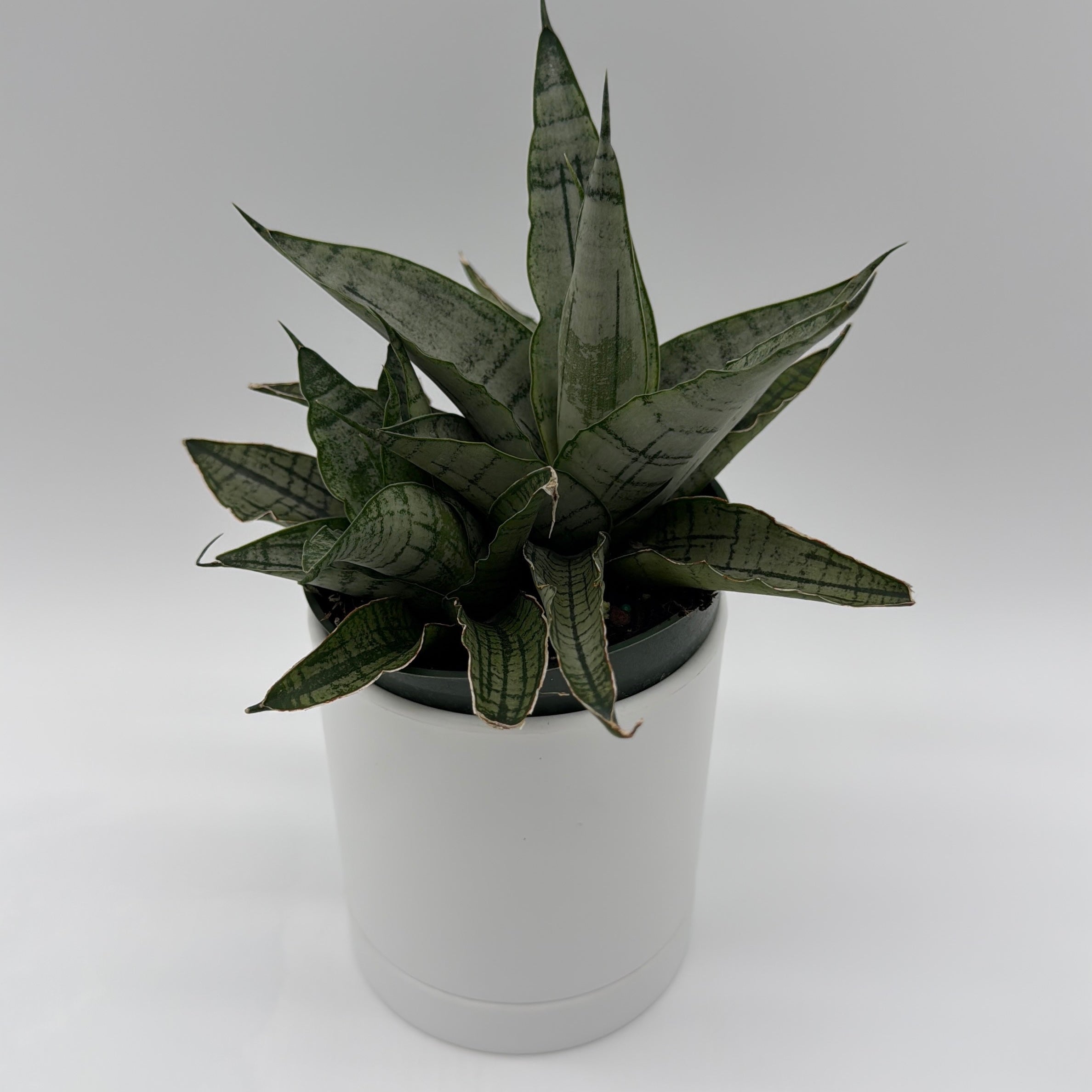Sansevieria Pagoda 'Lion Heart'