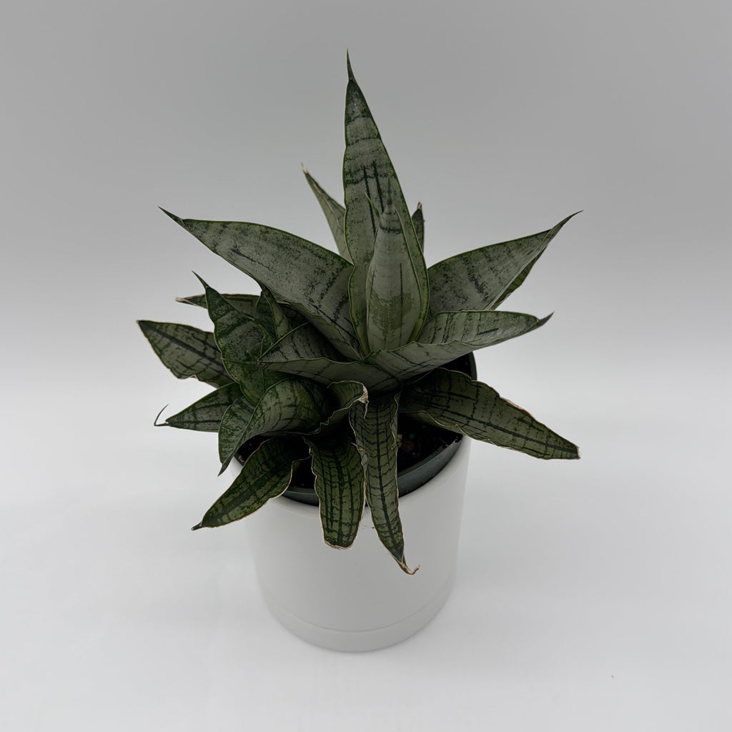 Sansevieria Pagoda 'Lion Heart'