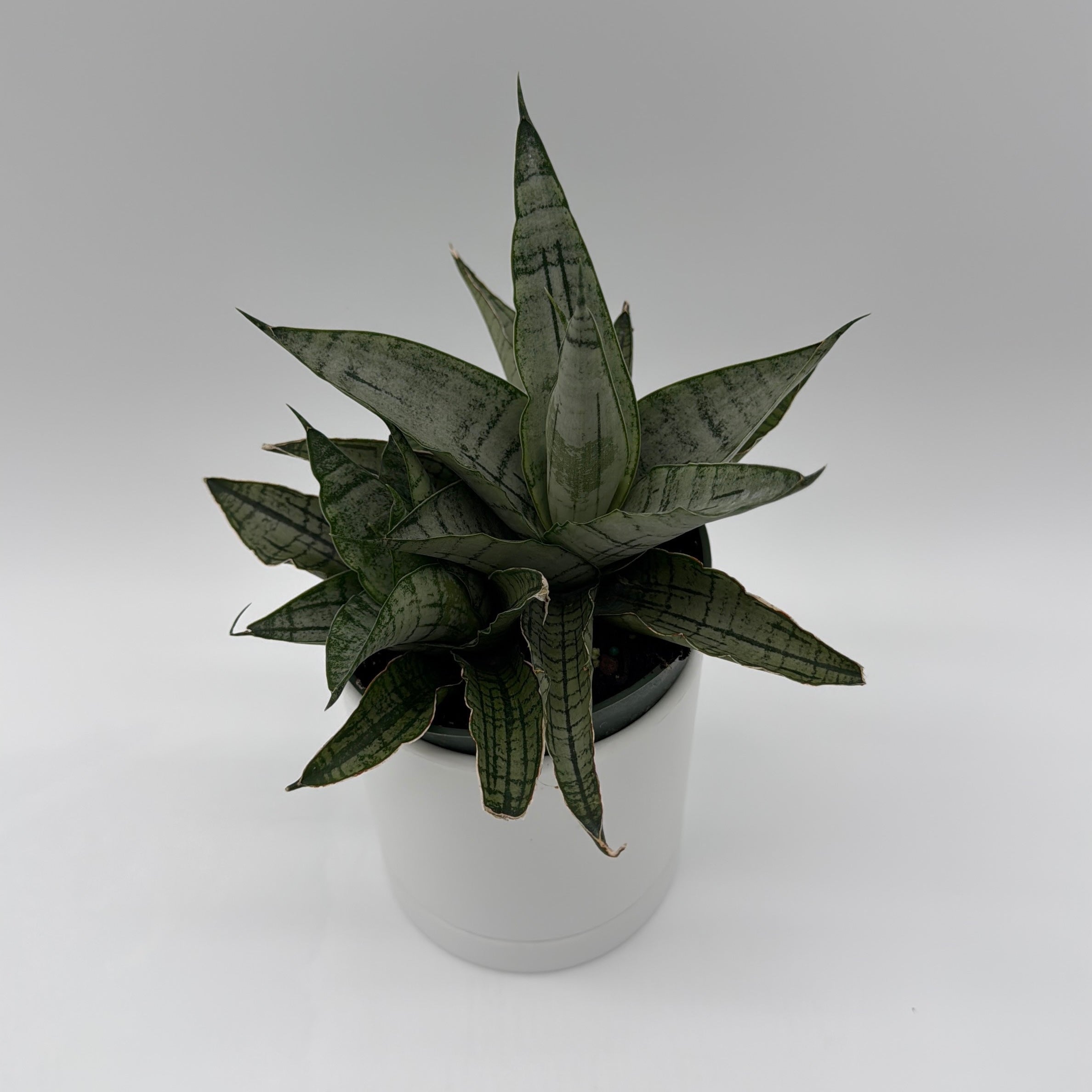 Sansevieria Pagoda 'Lion Heart'