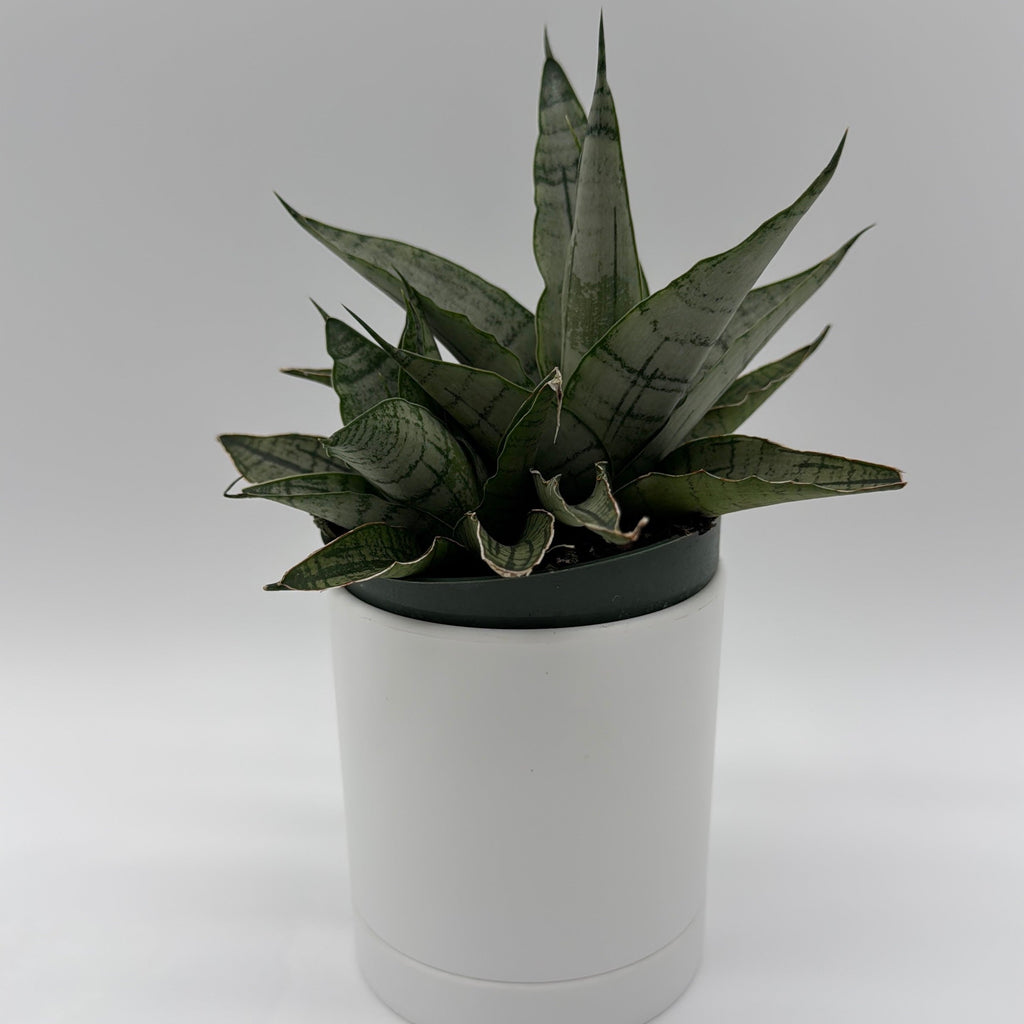 Sansevieria Pagoda 'Lion Heart'