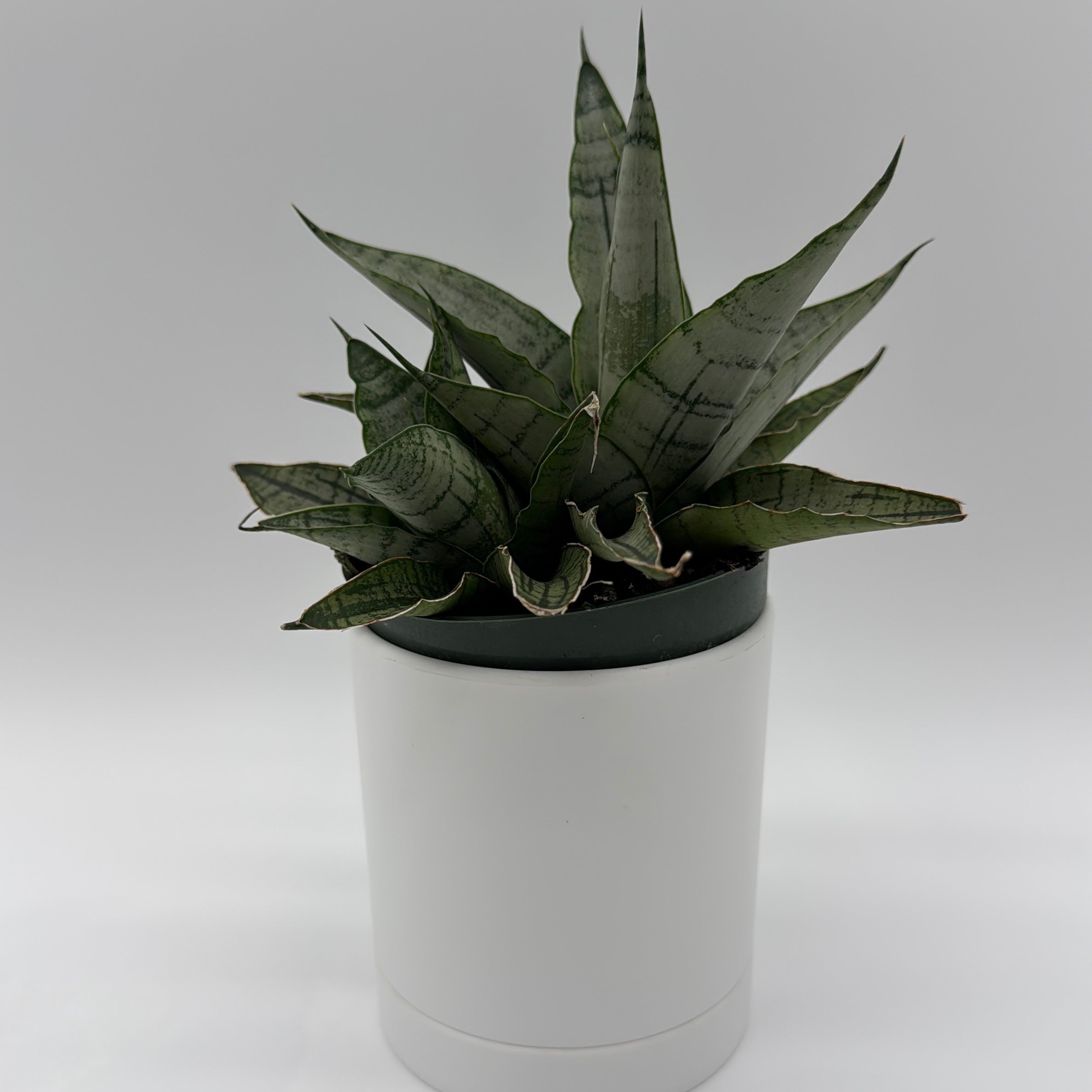 Sansevieria Pagoda 'Lion Heart'