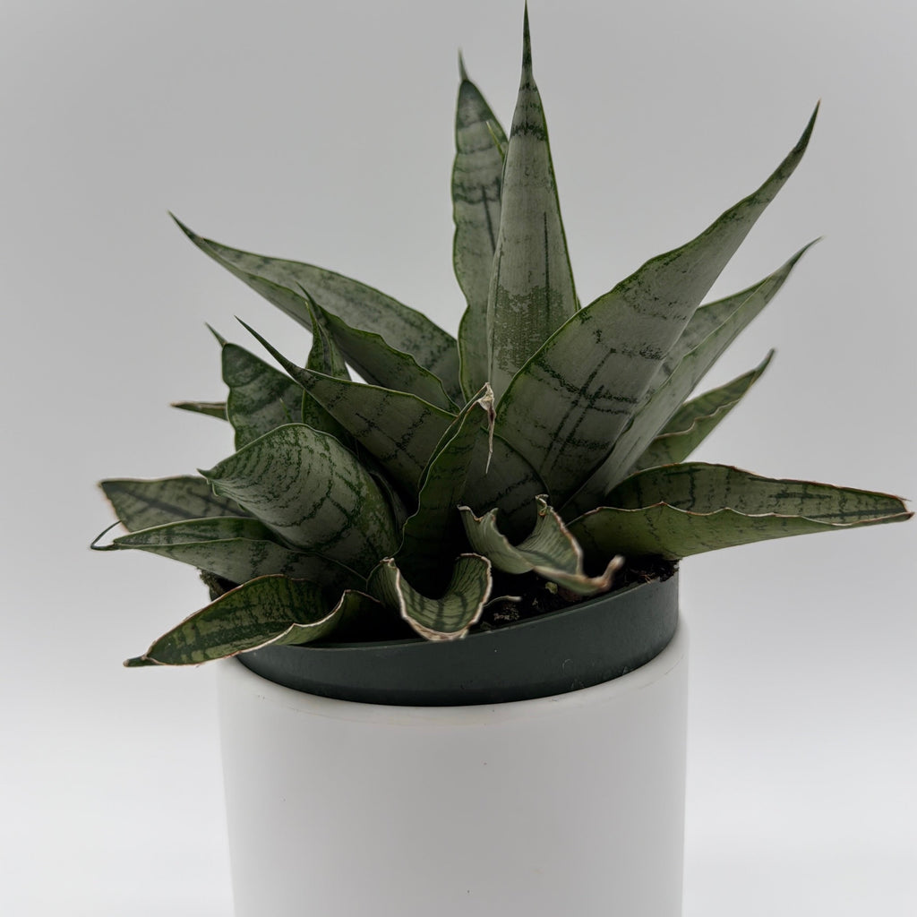 Sansevieria Pagoda 'Lion Heart'