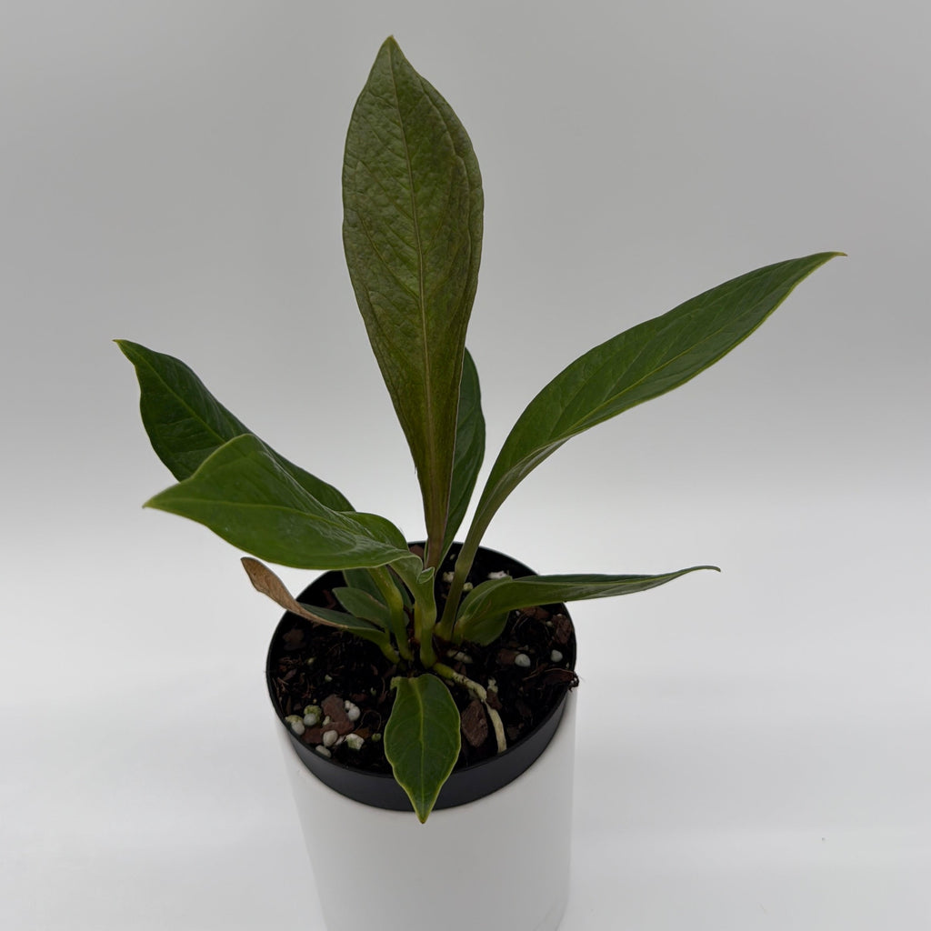 Anthurium 'Cobra'
