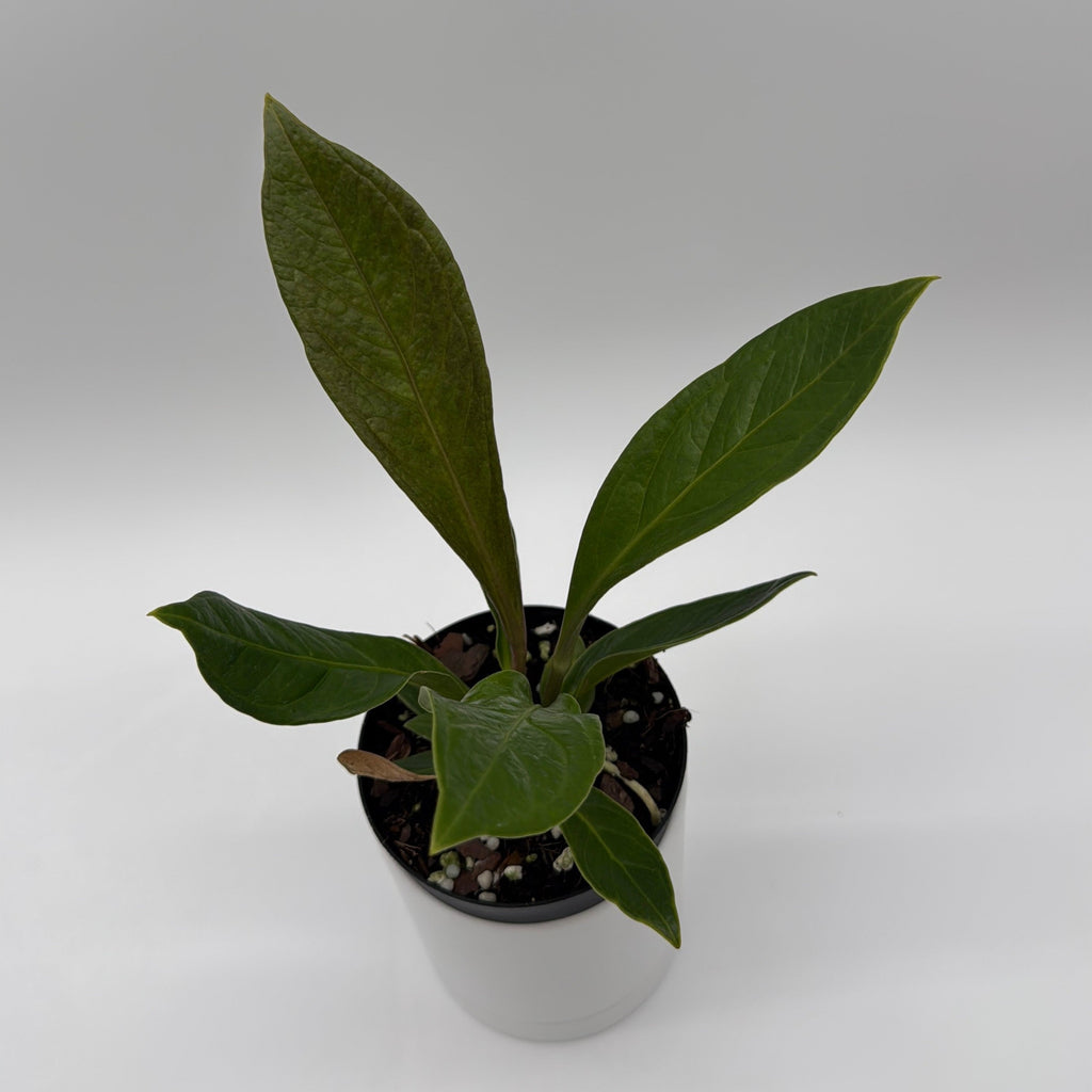 Anthurium 'Cobra'