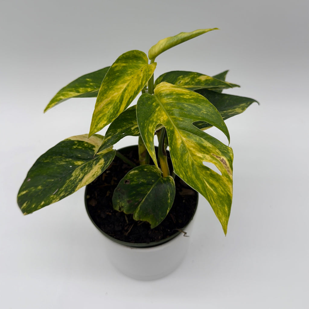 Epipremnum Pinnatum Yellow Flame