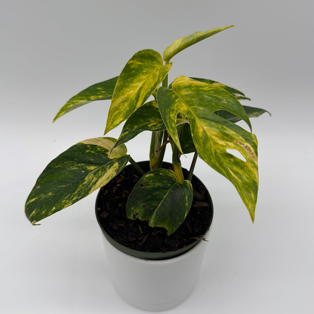 Epipremnum Pinnatum Yellow Flame