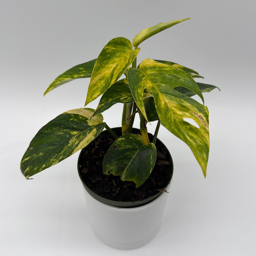 Epipremnum Pinnatum Yellow Flame