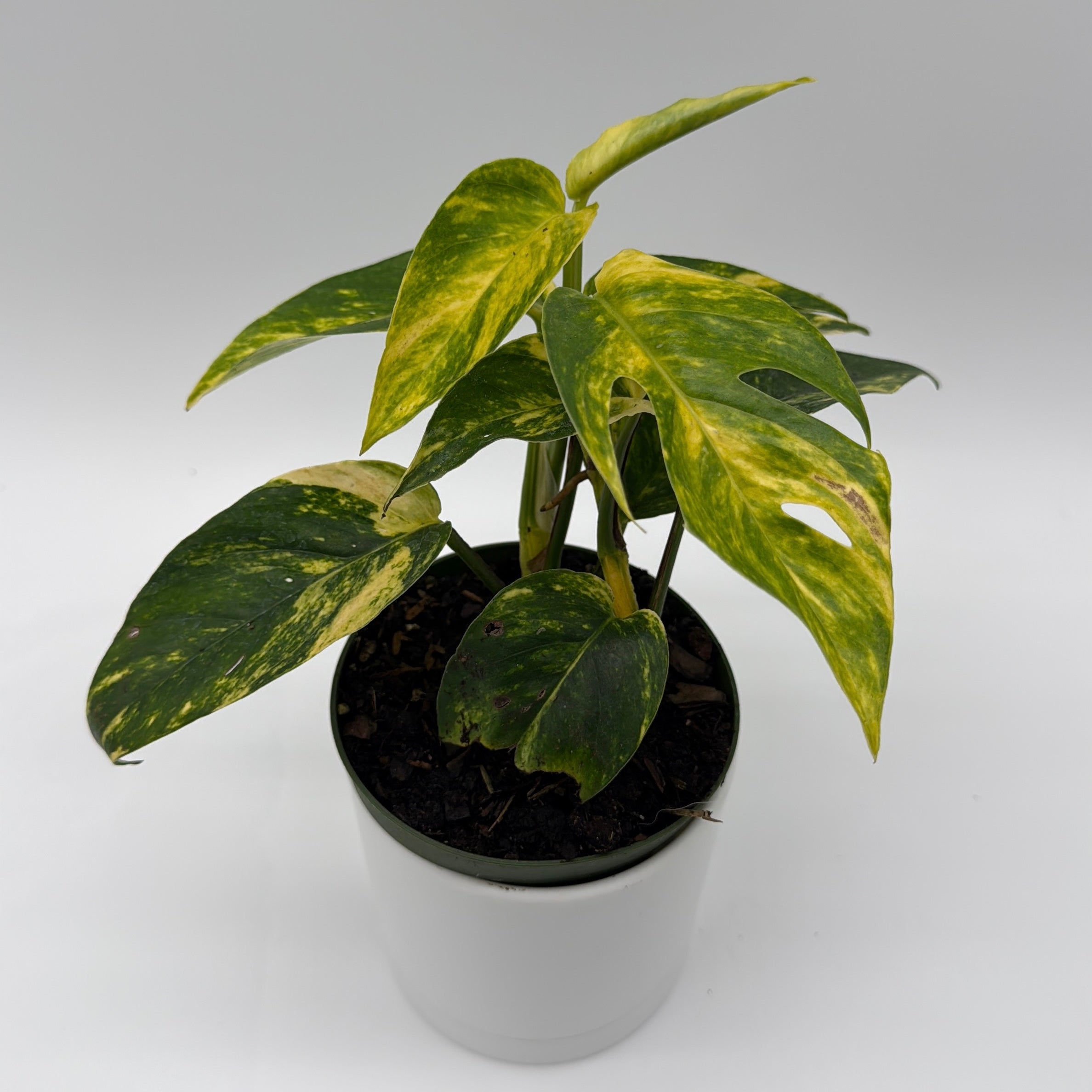 Epipremnum Pinnatum Yellow Flame