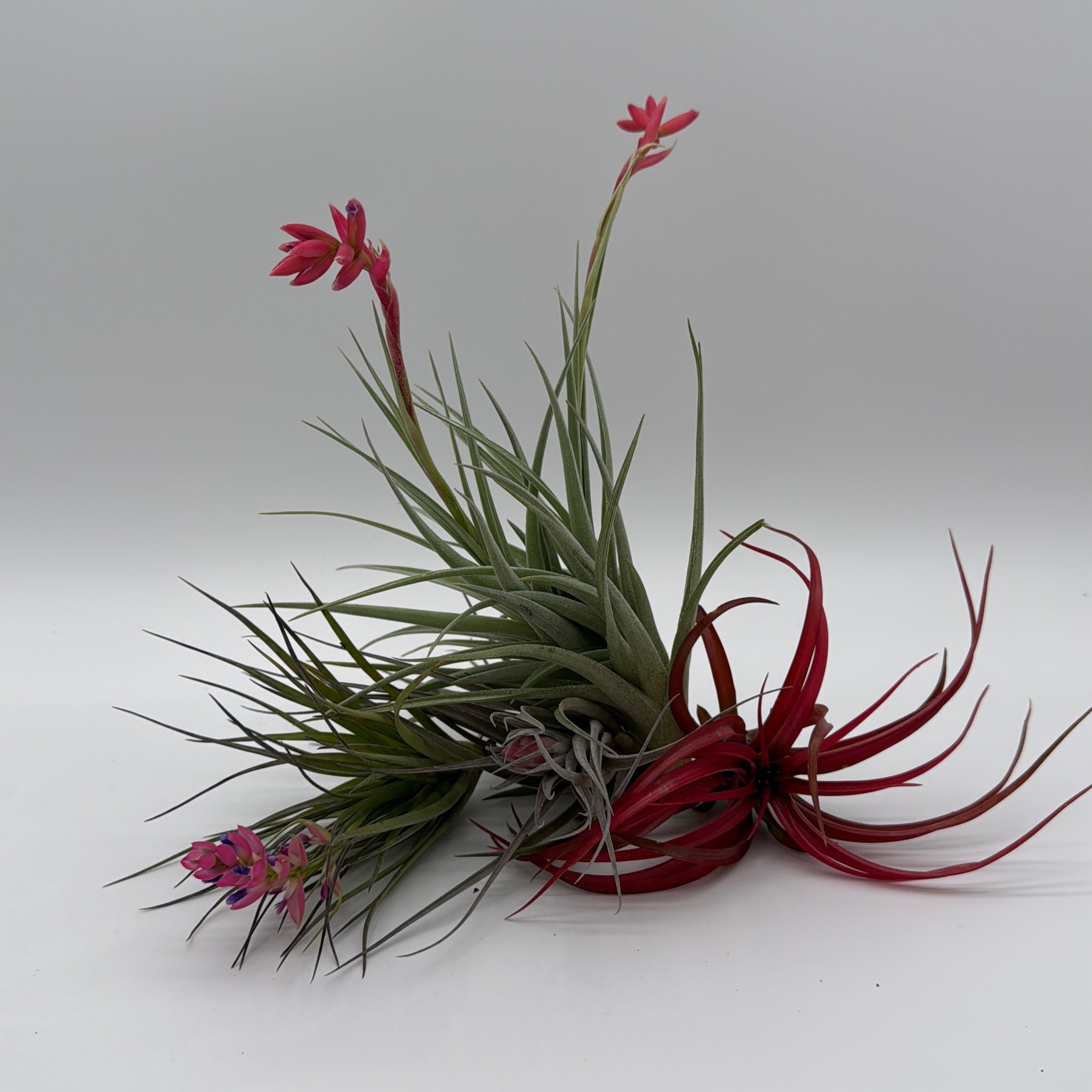 Air Plant Mystery Box - 4 Air Plants