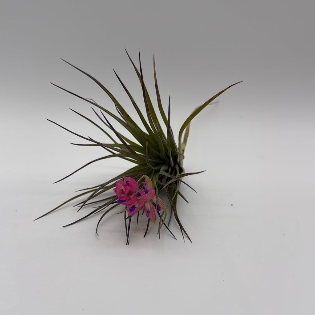 Air Plant Mystery Box - 4 Air Plants
