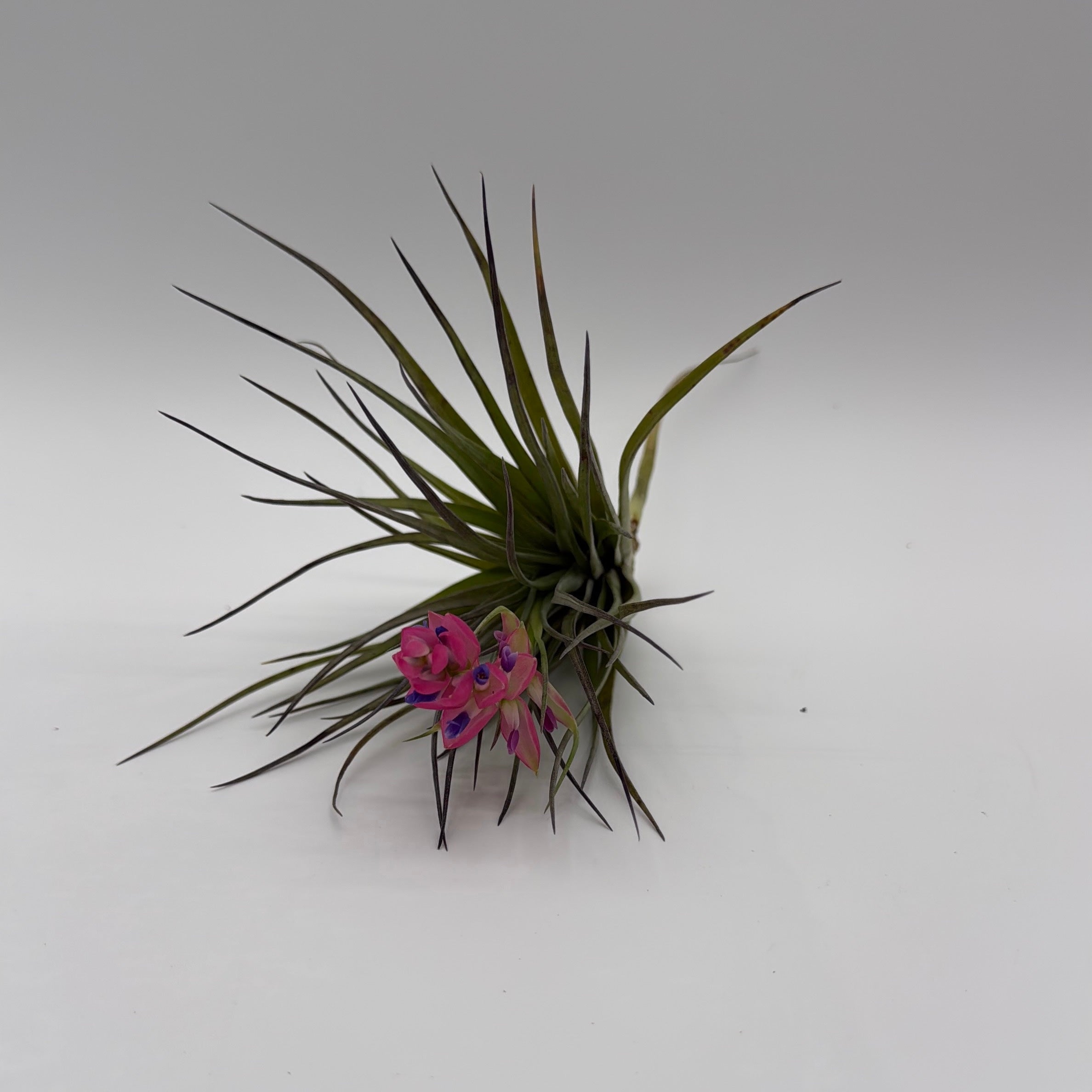 Air Plant Mystery Box - 4 Air Plants
