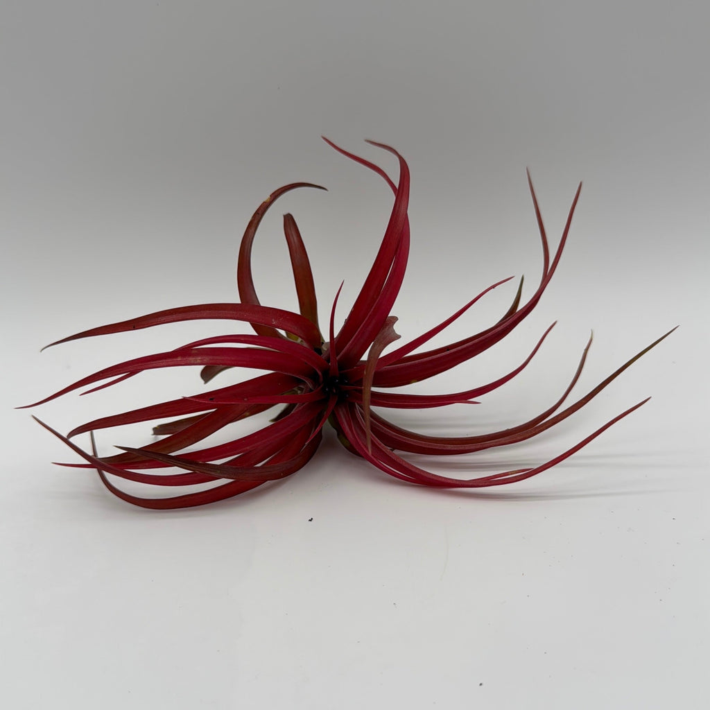 Air Plant Mystery Box - 4 Air Plants