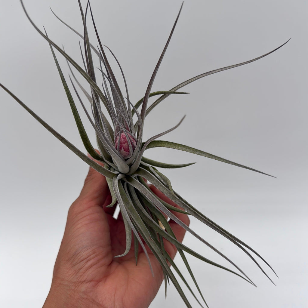 Air Plant Mystery Box - 4 Air Plants