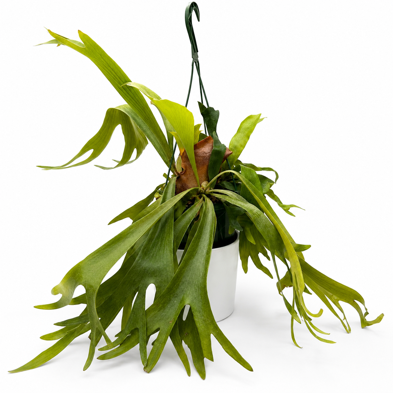 Platycerium Bifurcatum (Staghorn Fern)