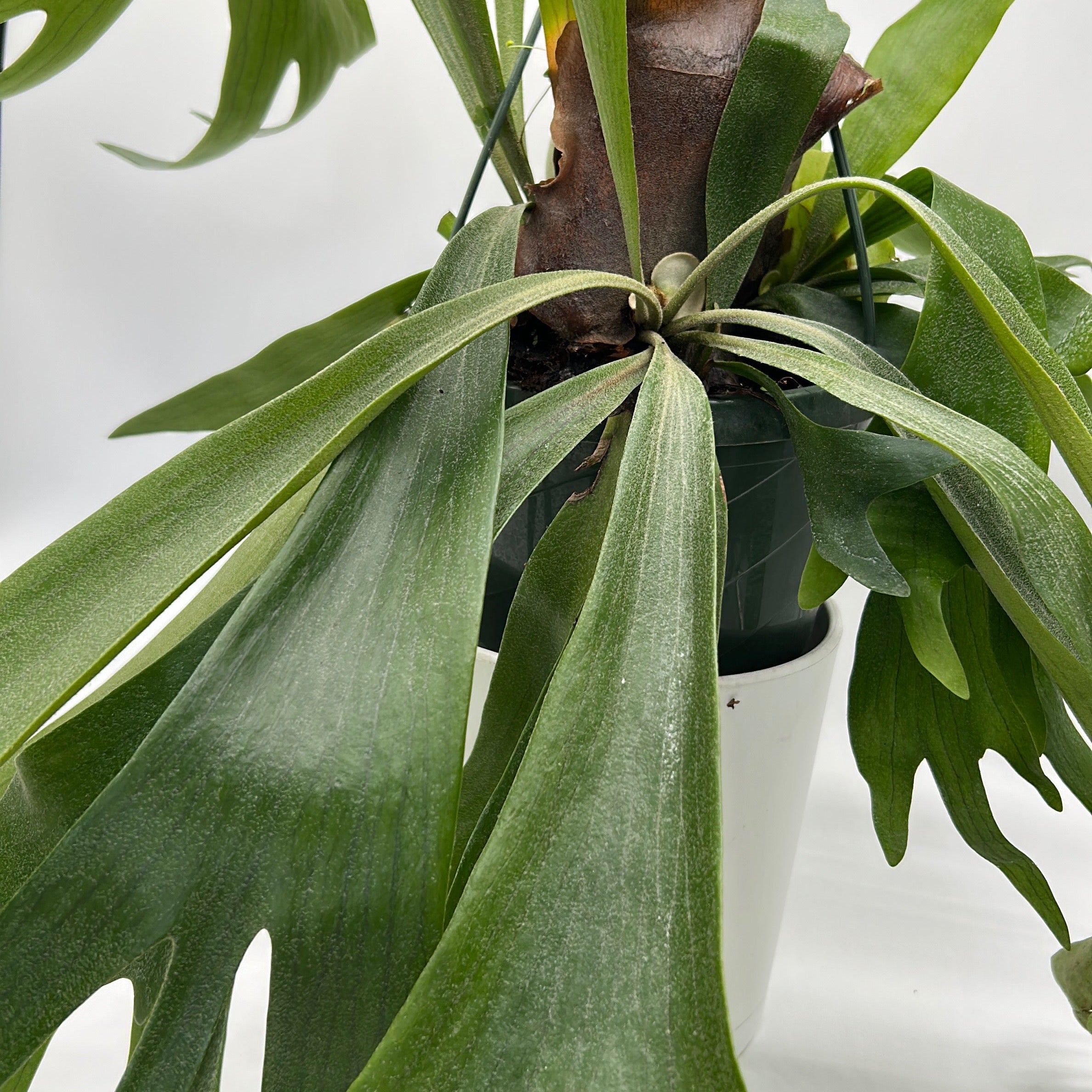 Platycerium Bifurcatum (Staghorn Fern)