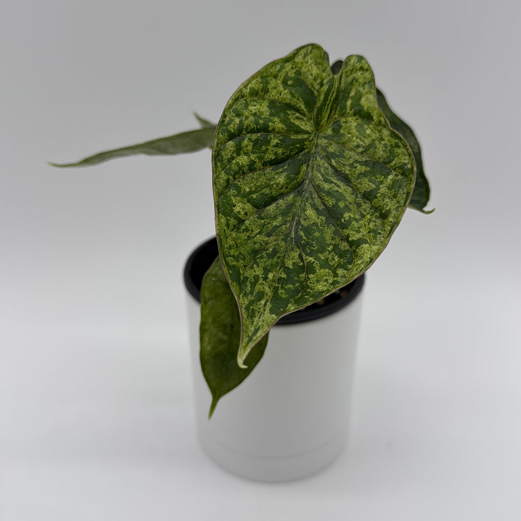 Variegated Alocasia Baginda Dragon Scale Mint