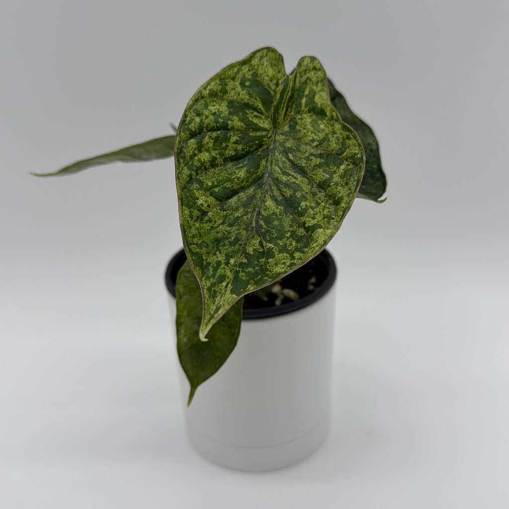 Variegated Alocasia Baginda Dragon Scale Mint