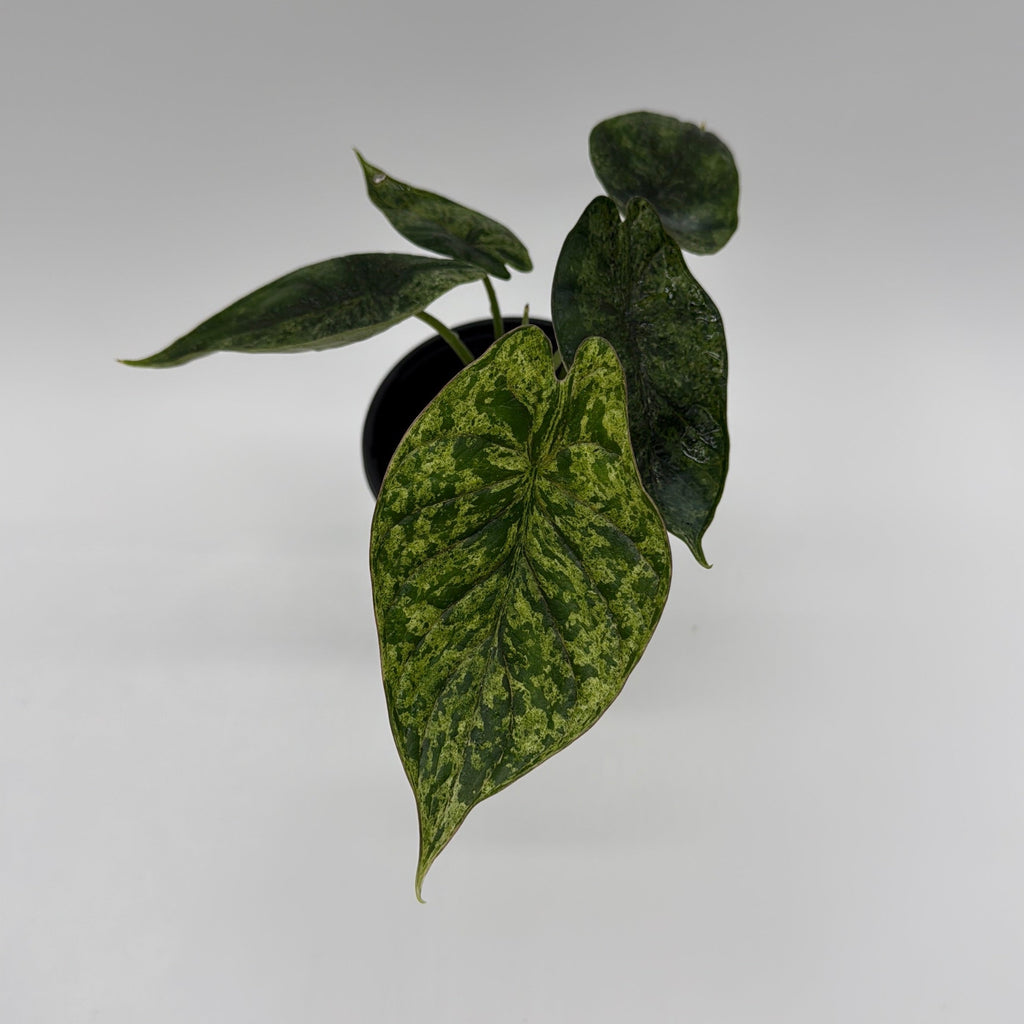 Variegated Alocasia Baginda Dragon Scale Mint