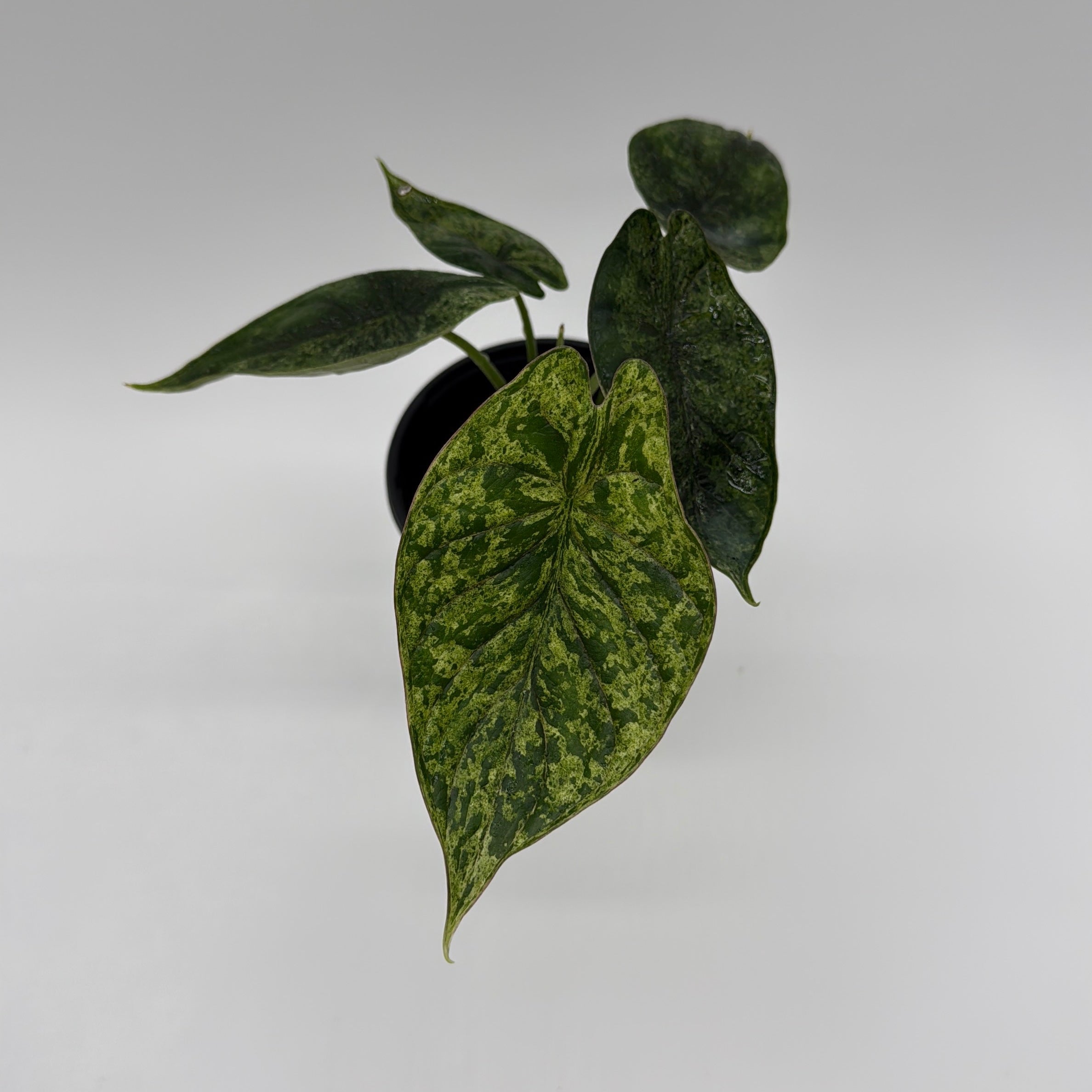 Variegated Alocasia Baginda Dragon Scale Mint