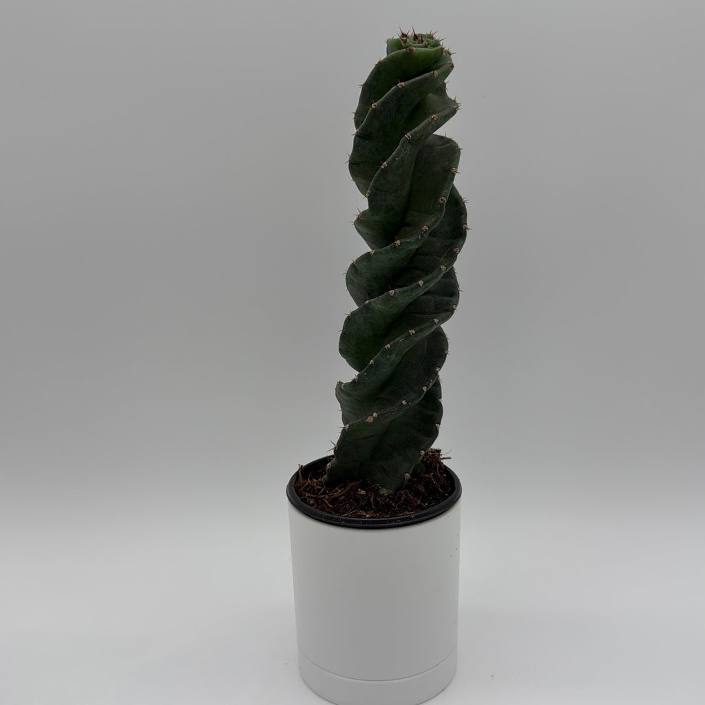 Spiralis Spiral Cactus