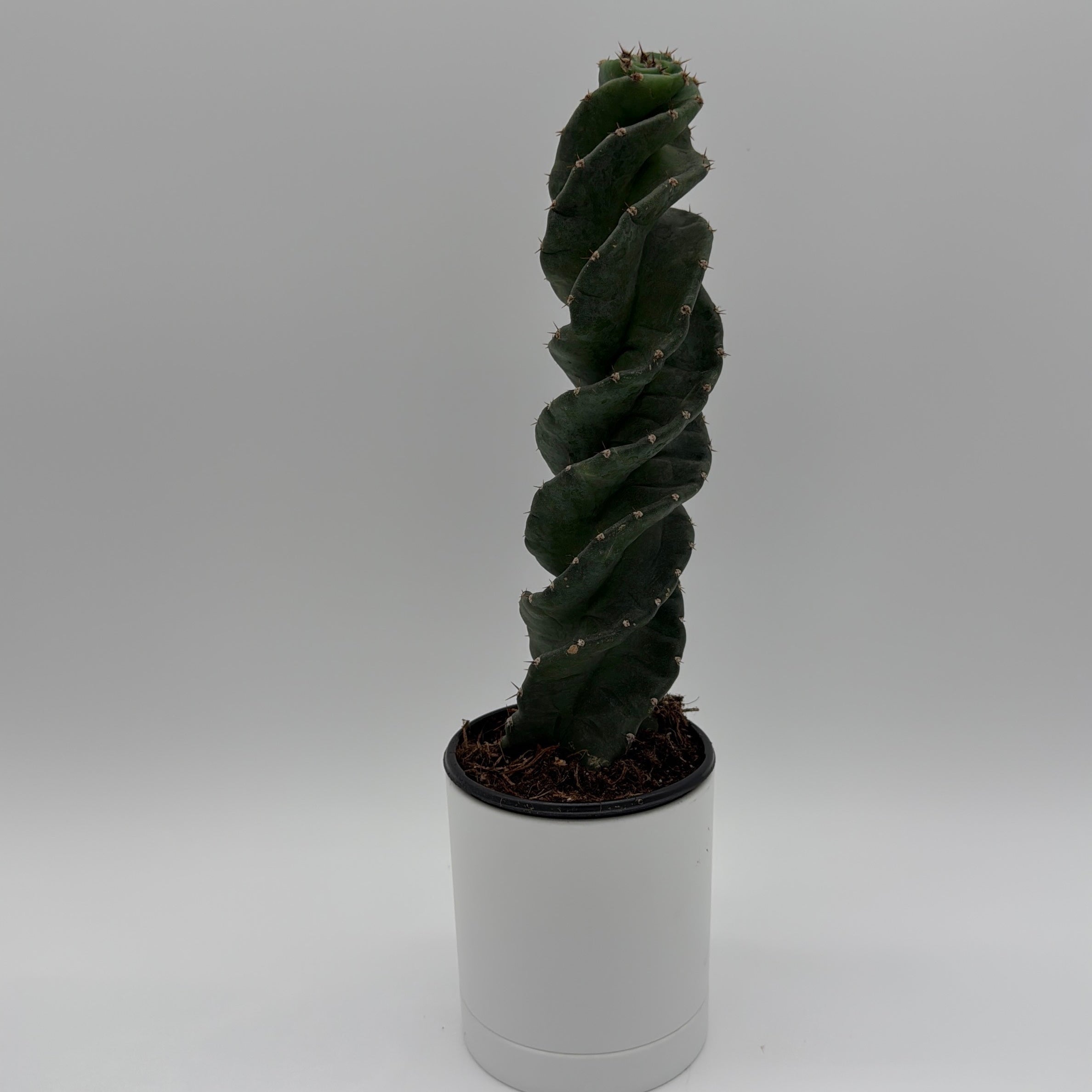 Spiralis Spiral Cactus