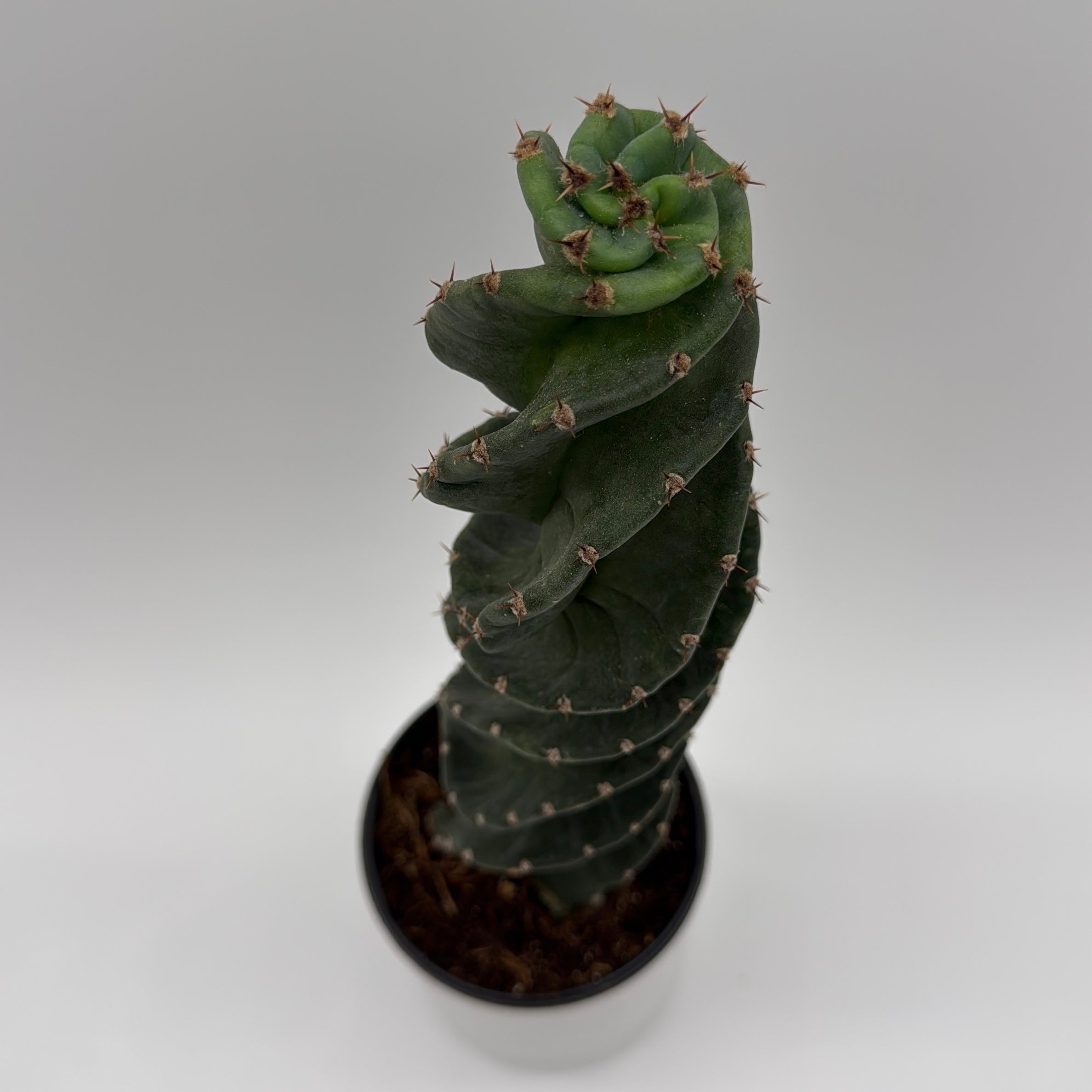Spiralis Spiral Cactus