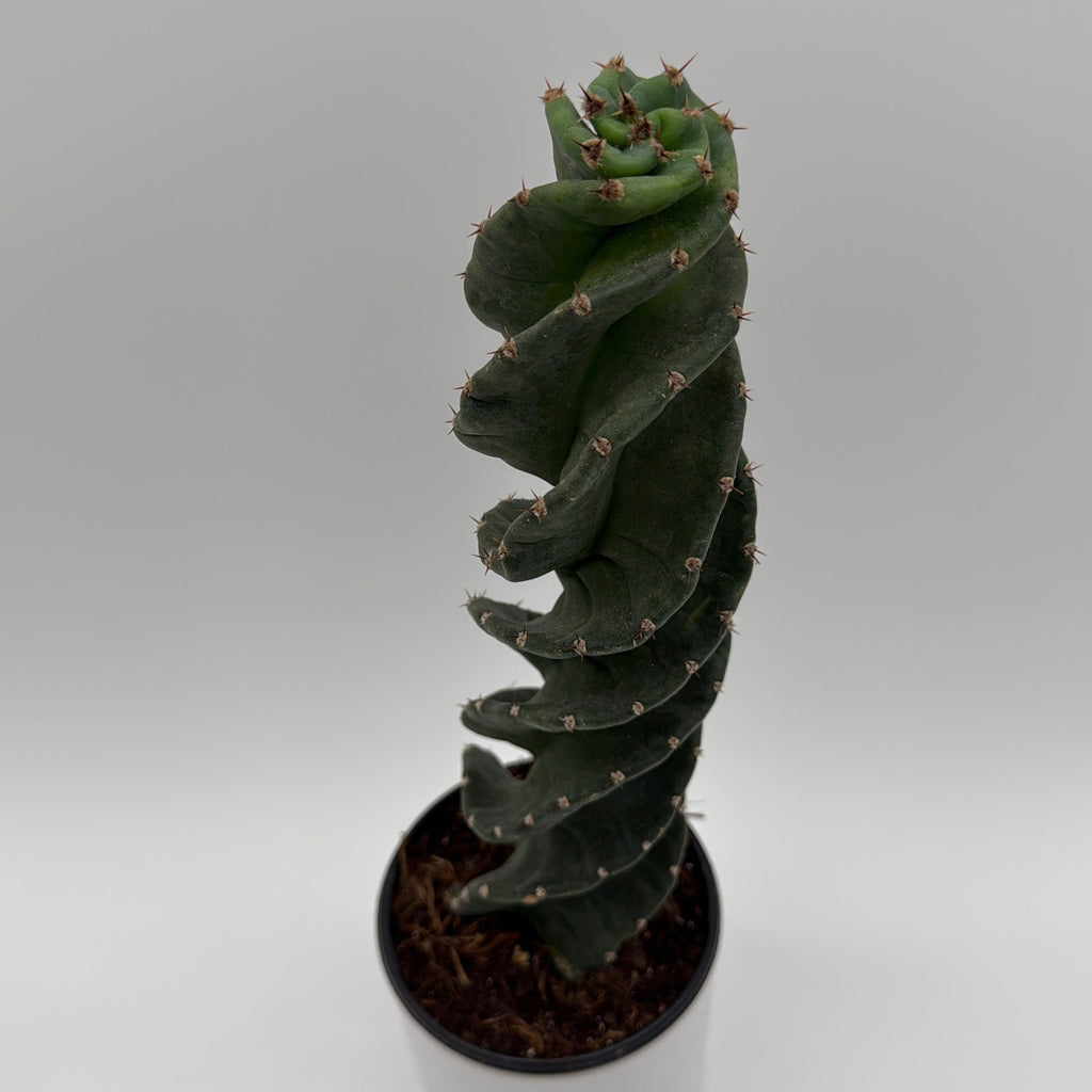 Spiralis Spiral Cactus