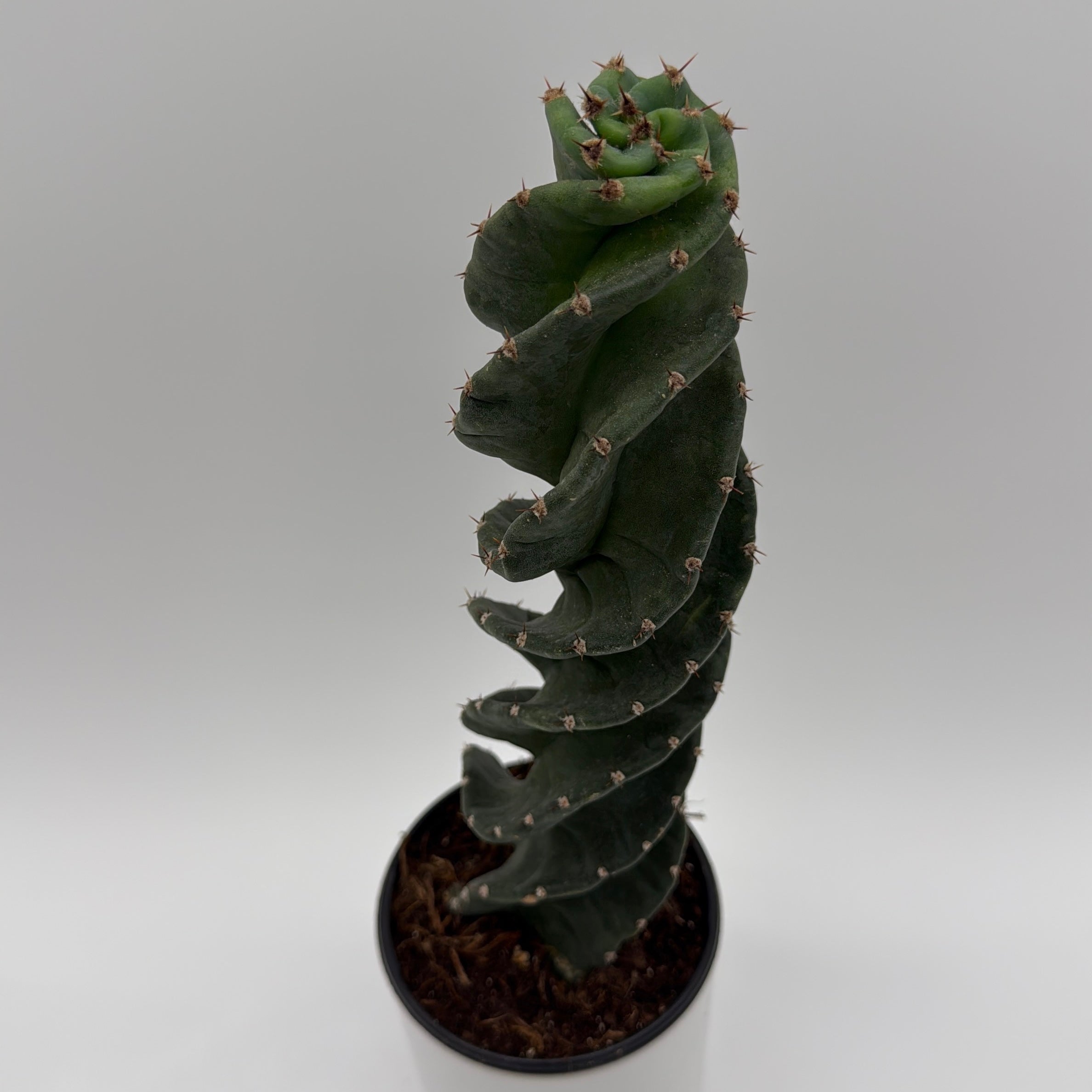 Spiralis Spiral Cactus