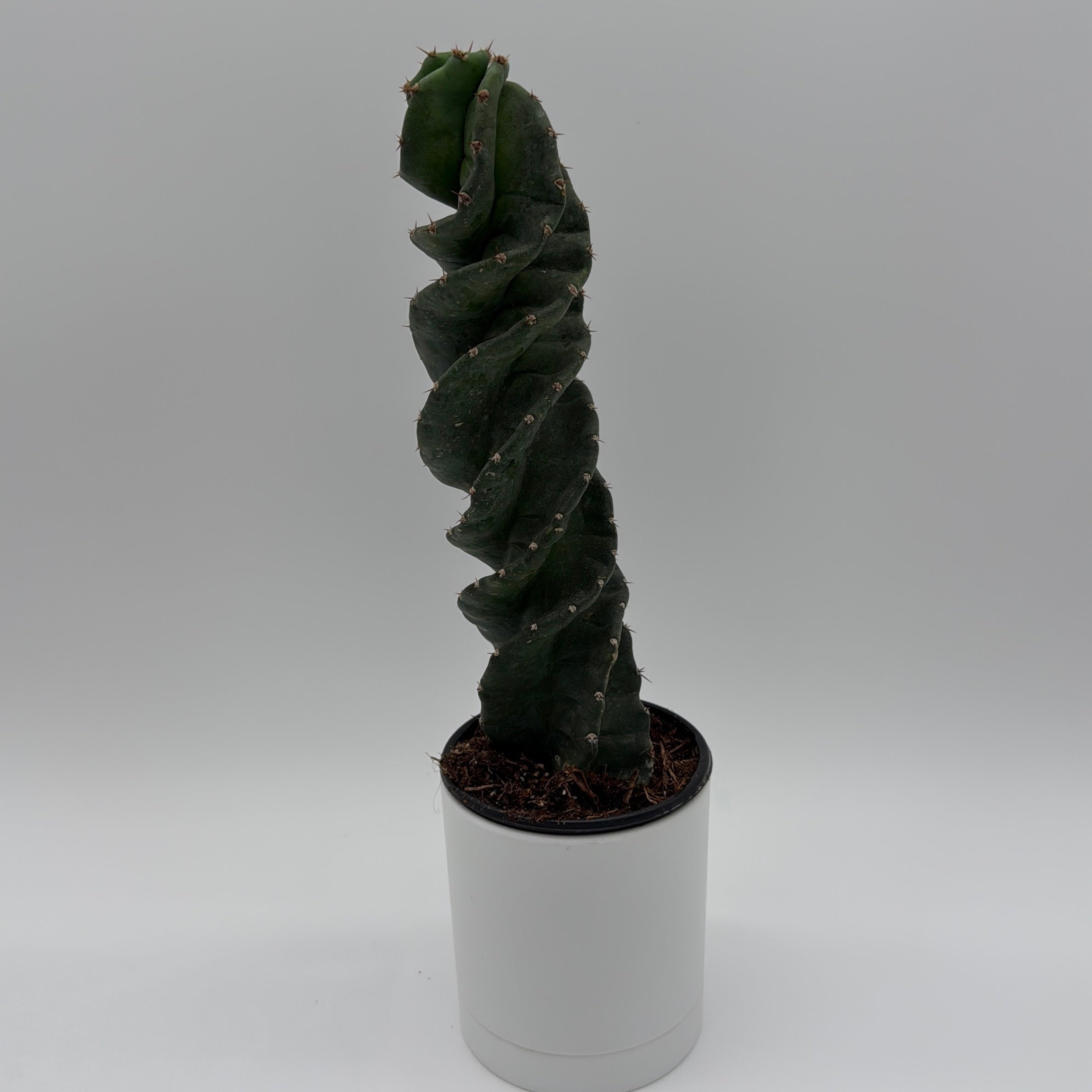 Spiralis Spiral Cactus