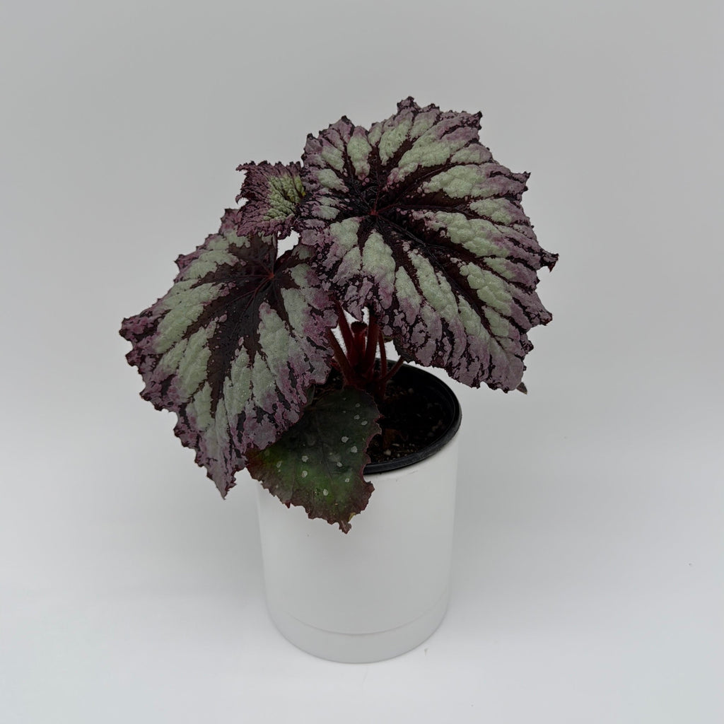 Begonia Fireworks