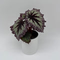 Begonia Fireworks