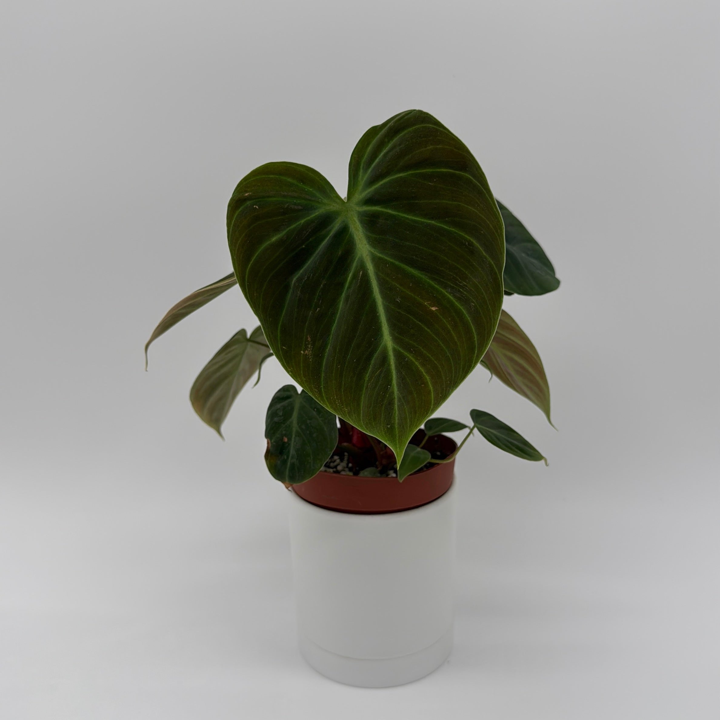 Philodendron El Choco Red