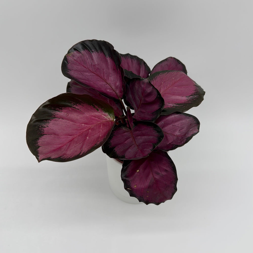 Calathea Pink Star Rosy