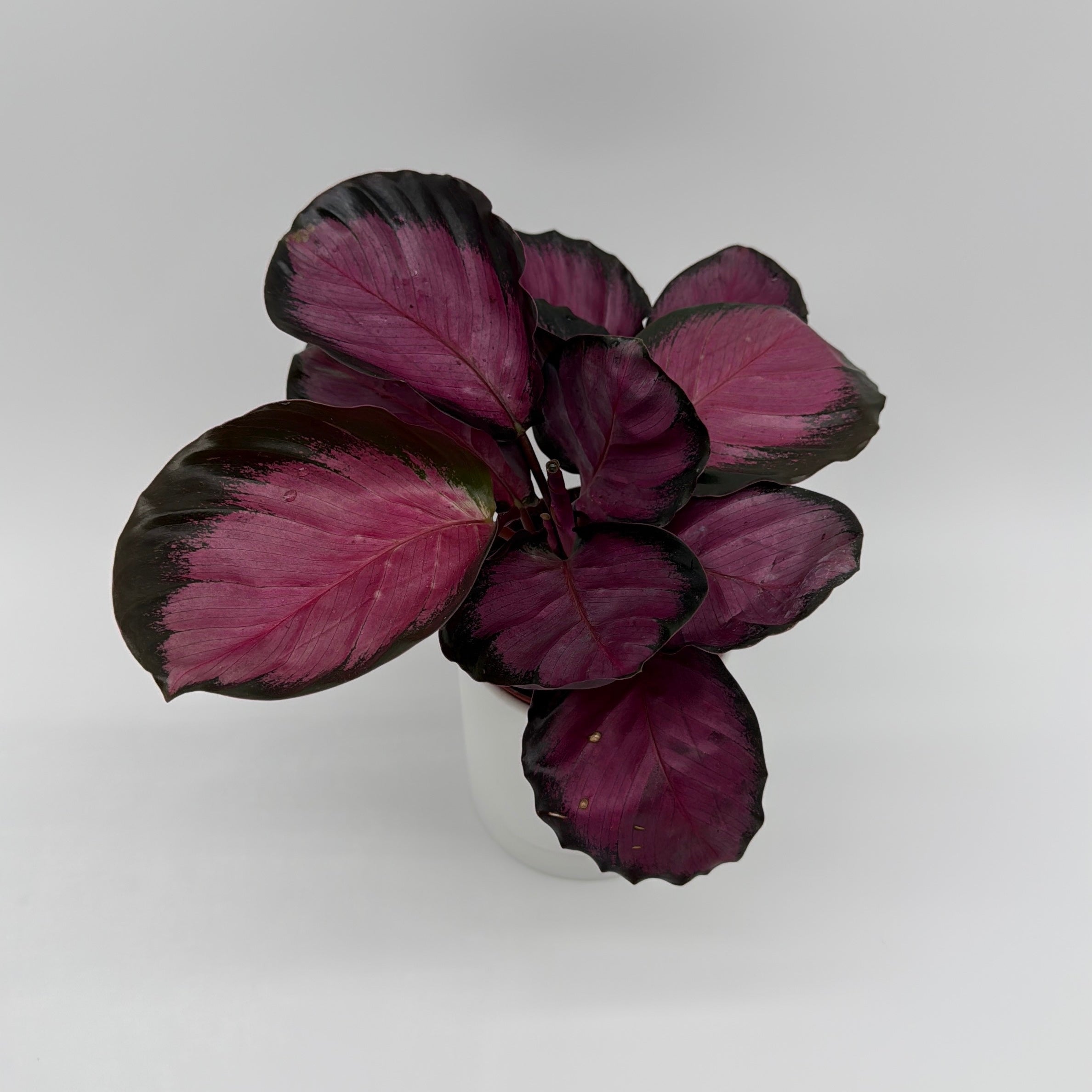 Calathea Pink Star Rosy