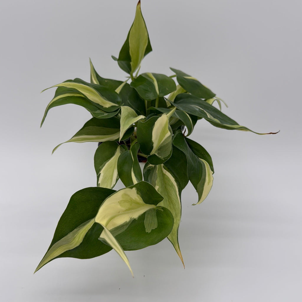 Philodendron Rio