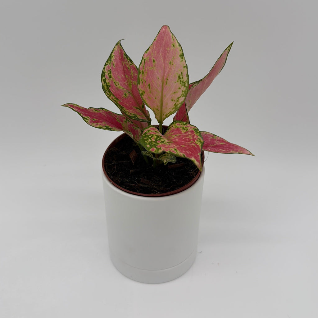 Aglaonema Pink Zircon