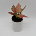 Aglaonema Pink Zircon