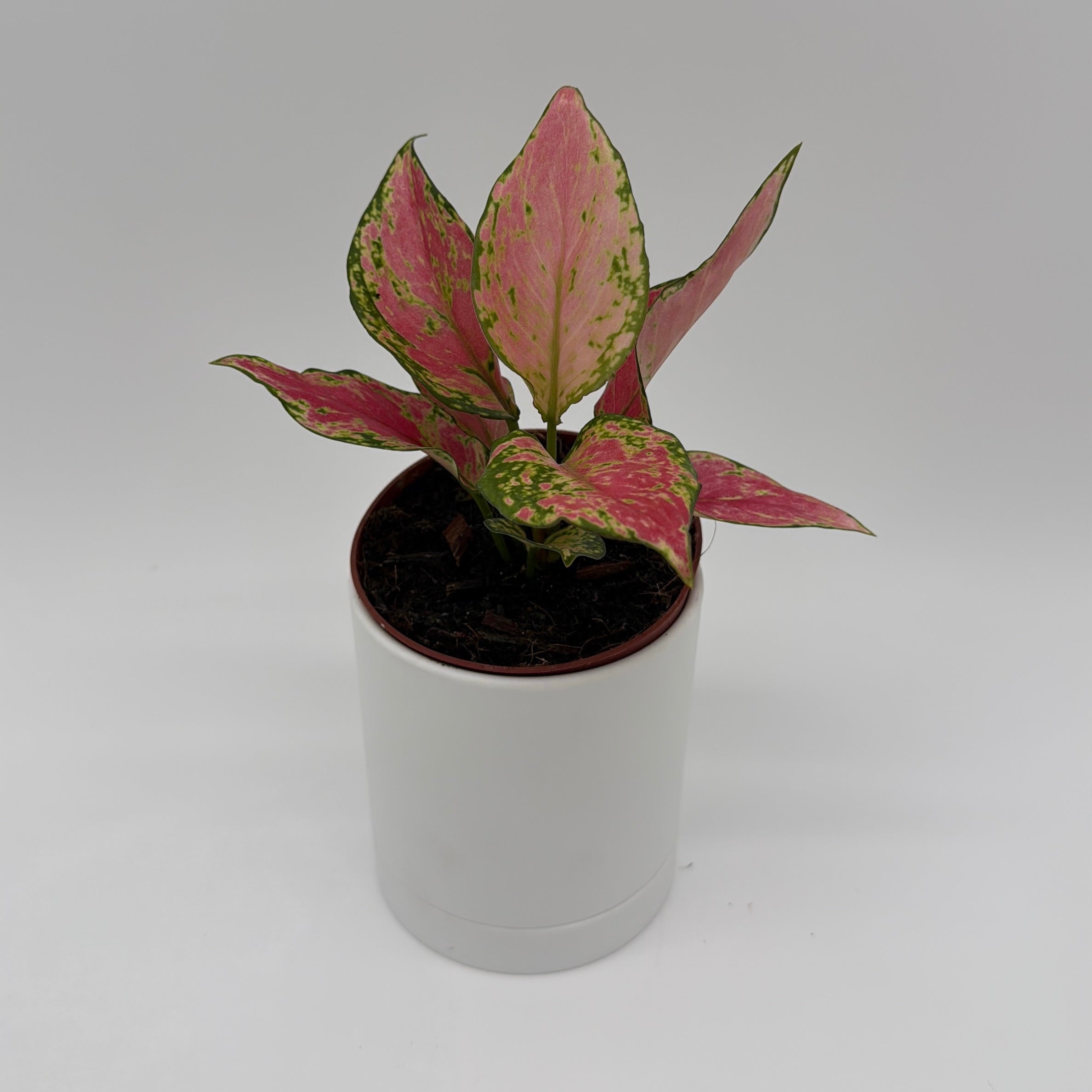 Aglaonema Pink Zircon