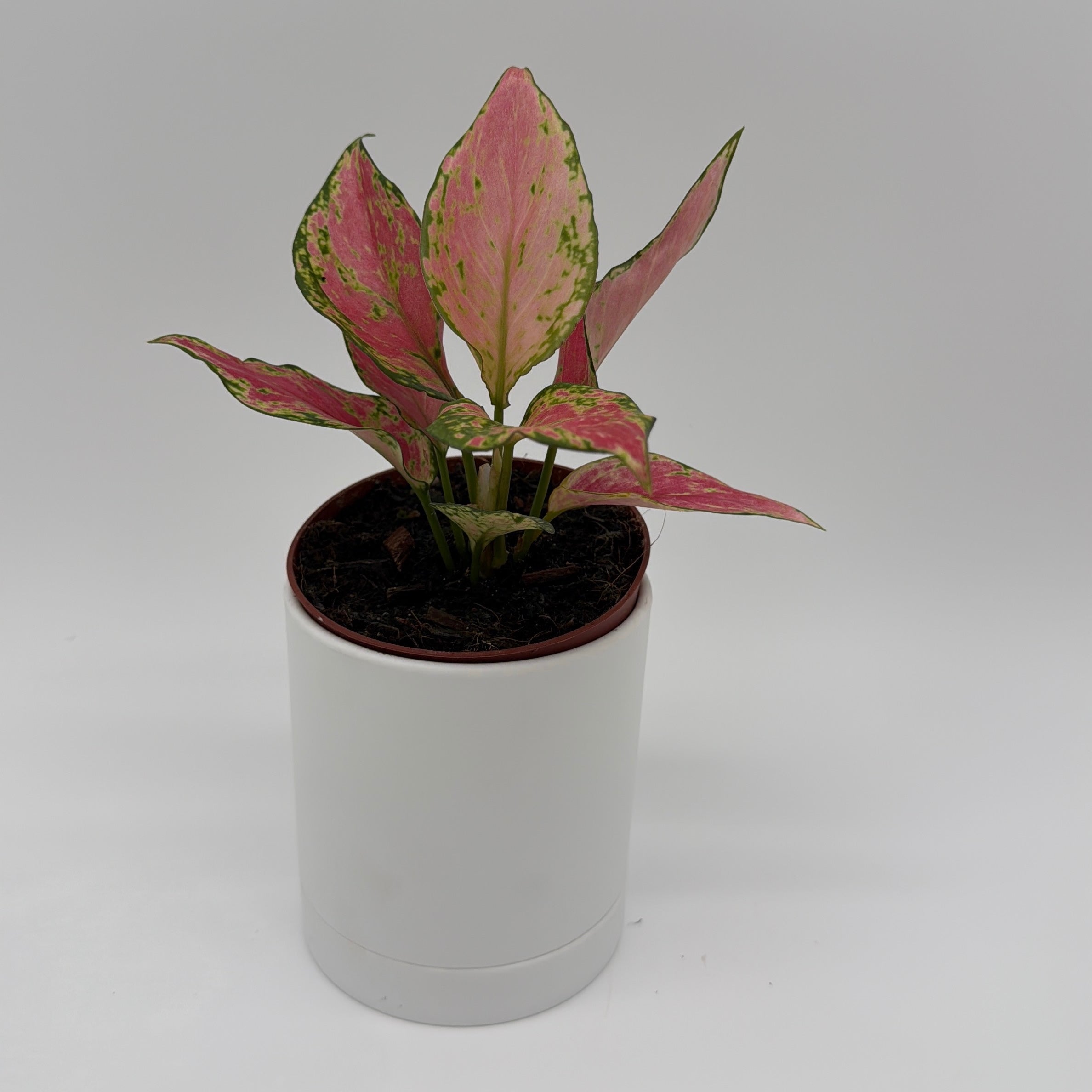 Aglaonema Pink Zircon