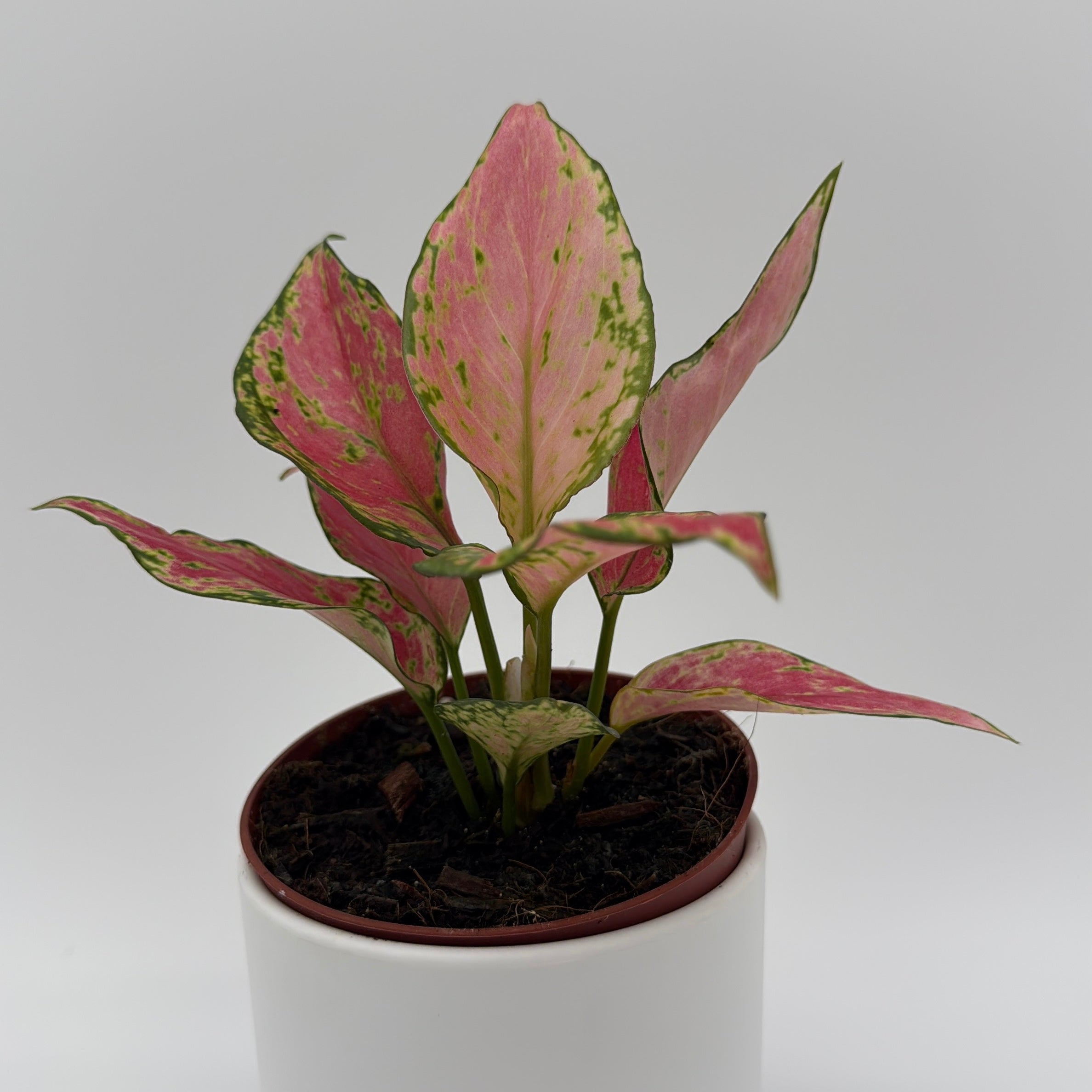 Aglaonema Pink Zircon