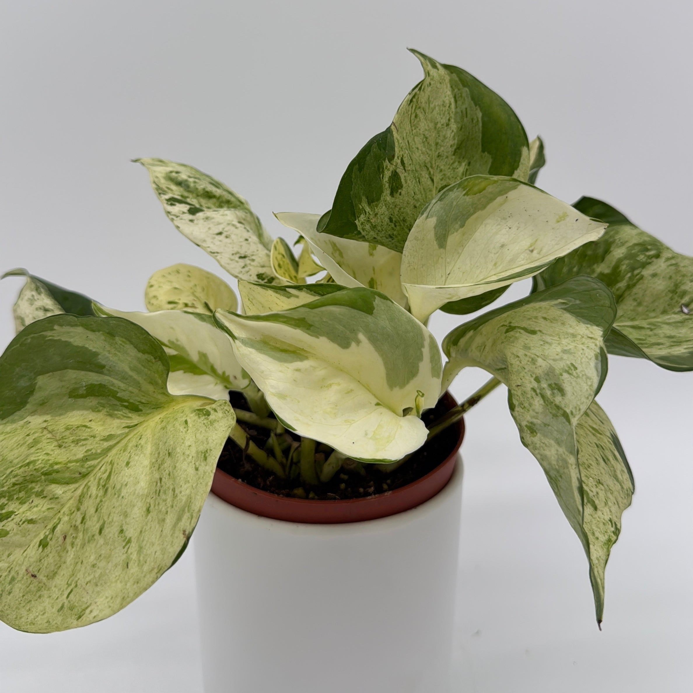 Pothos Manjula