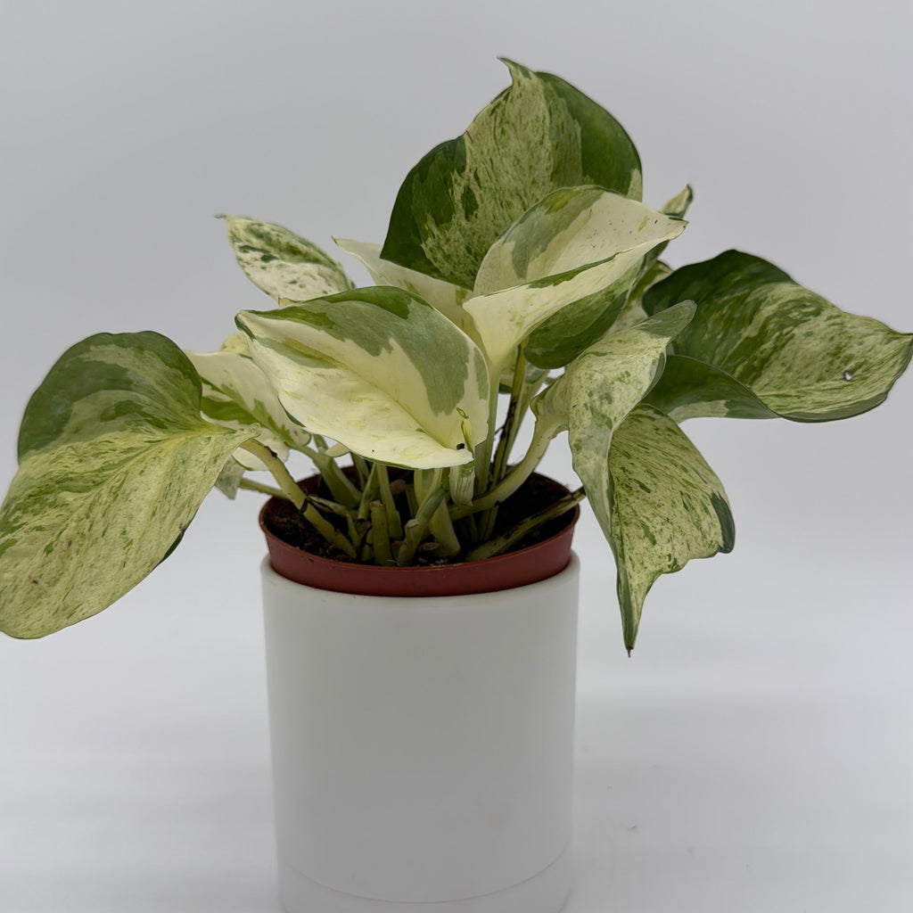 Pothos Manjula