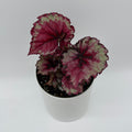 Begonia Exotica 'Raspberry'