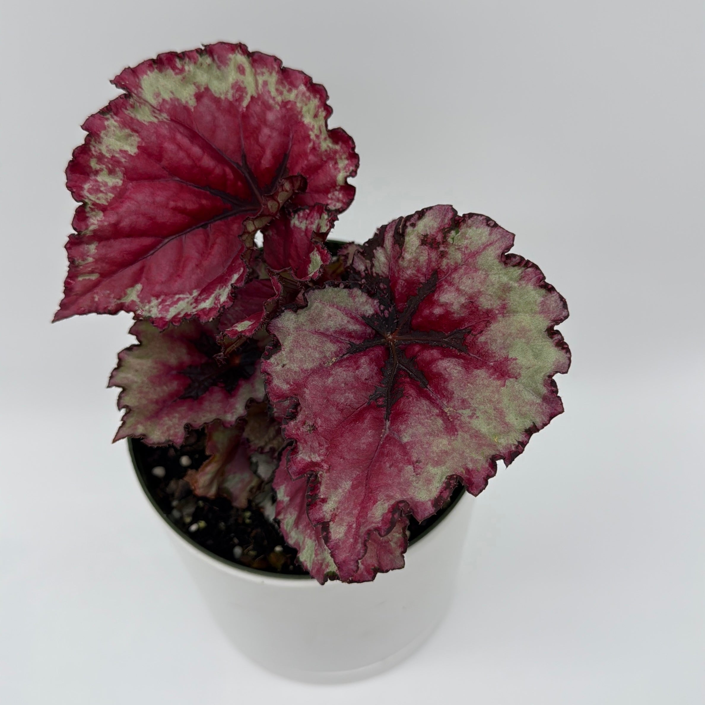 Begonia Exotica 'Raspberry'