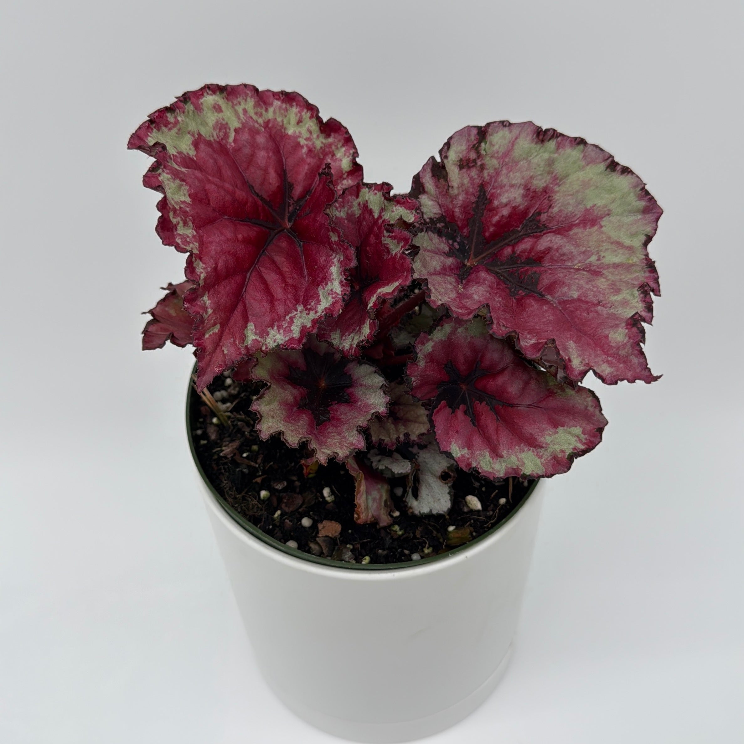 Begonia Exotica 'Raspberry'