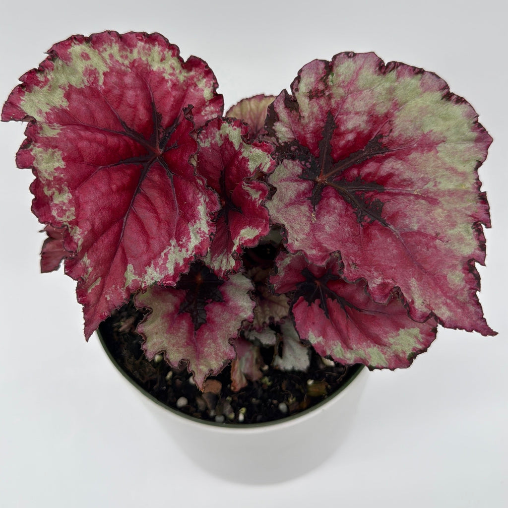 Begonia Exotica 'Raspberry'